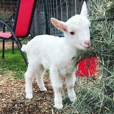 Goat Milk Baby Biscuit